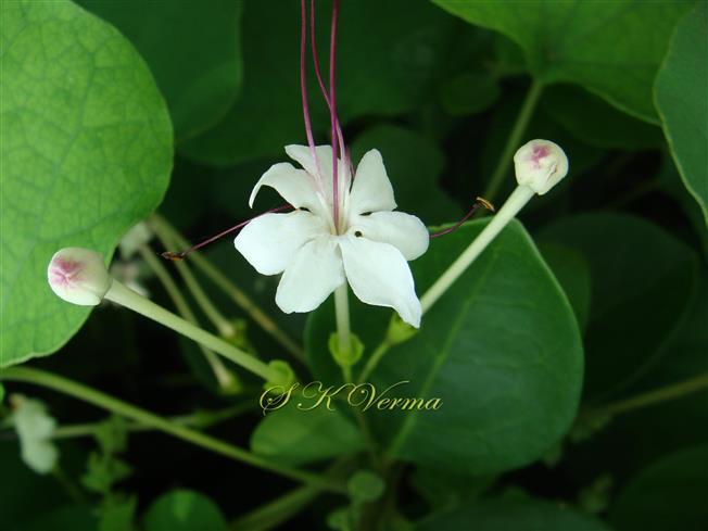  Flower with 7 Corolla lobes